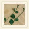 Achyranthes