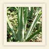 Achyranthes