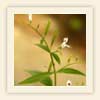 Andrographis paniculata