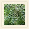 Azadirachta indica