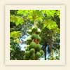 Papaya