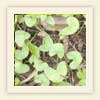 Centella