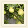 Citrus
