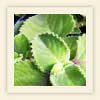 Coleus amboinicusLour