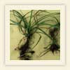 Cyperus rotundus