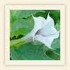 Datura stramonium
