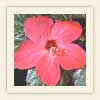 Hibiscus rosa sinensis