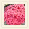 Ixora coccinea