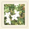 Jasminum officinale