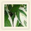 Maranta arundinacea