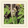 Moringa oleifera