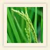 Oryza sativa