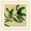 Phyllanthus niruri