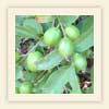 Psidium guajava