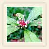 Rauwolfia serpentina