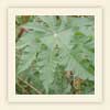 Ricinus communis