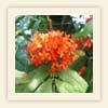 Saraca indica