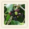 Syzygium cumini
