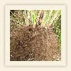 Vetiver zizanioides