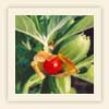 Withania somnifera