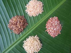Refined White sugar